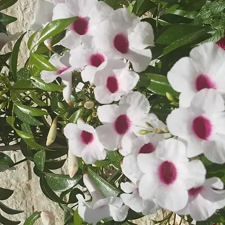 Maria Pf Βίλα Νυδρί