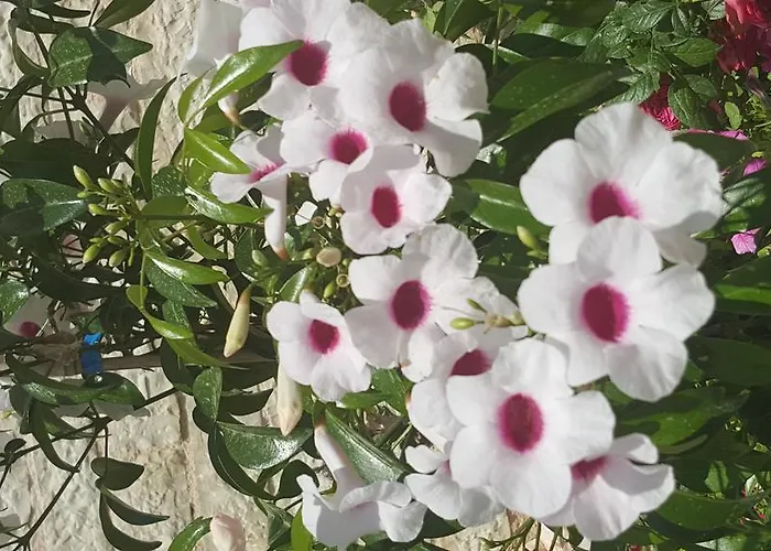 Maria Pf Villa Nydri (Lefkada)